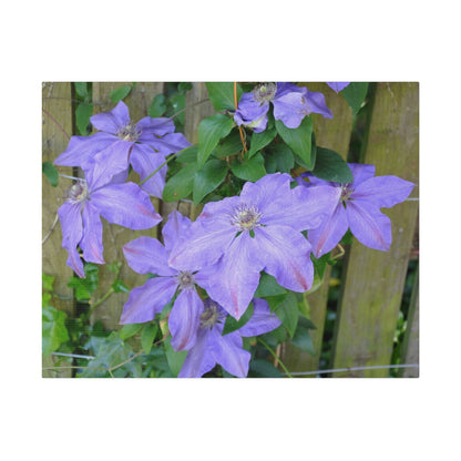 Cluster Of Purple Asian Virginsbower Canvas - The Trio Synergize Group