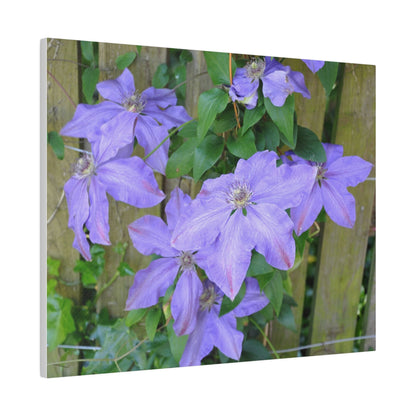 Cluster Of Purple Asian Virginsbower Canvas - The Trio Synergize Group