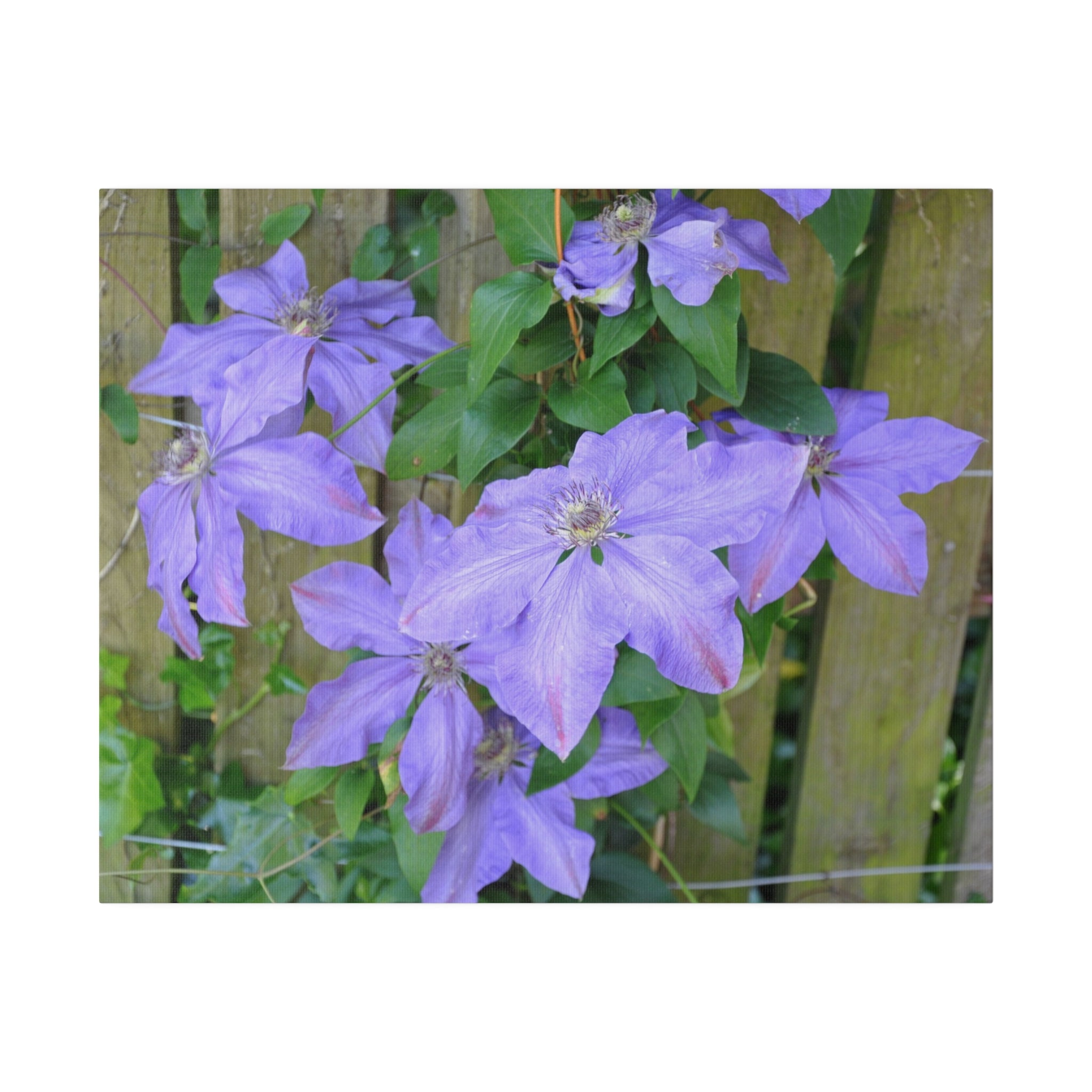 Cluster Of Purple Asian Virginsbower Canvas - The Trio Synergize Group