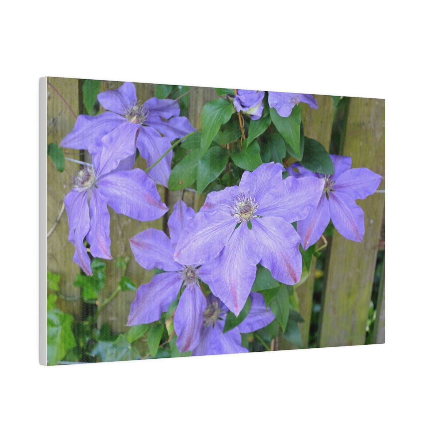 Cluster Of Purple Asian Virginsbower Canvas - The Trio Synergize Group