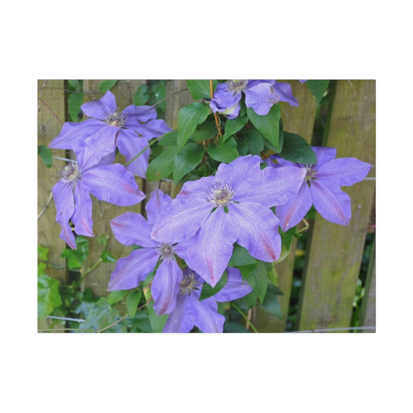 Cluster Of Purple Asian Virginsbower Canvas - The Trio Synergize Group