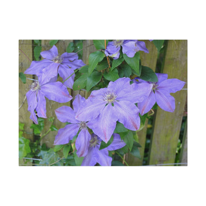 Cluster Of Purple Asian Virginsbower Canvas - The Trio Synergize Group