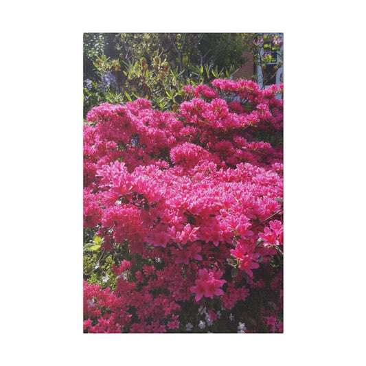 Azalea Japonica Pink Canvas Print - The Trio Synergize Group