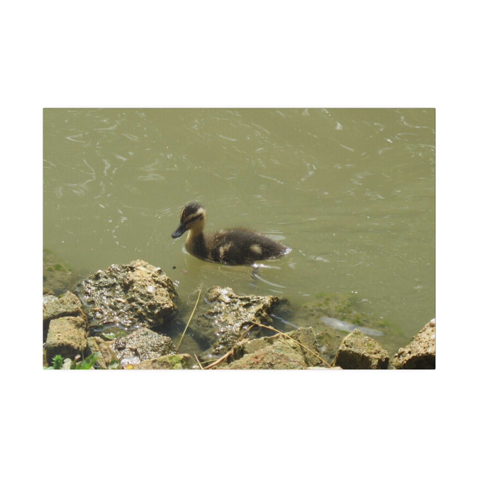 Baby Duckling Swimming Close To The Edge Canvas - The Trio Synergize Group