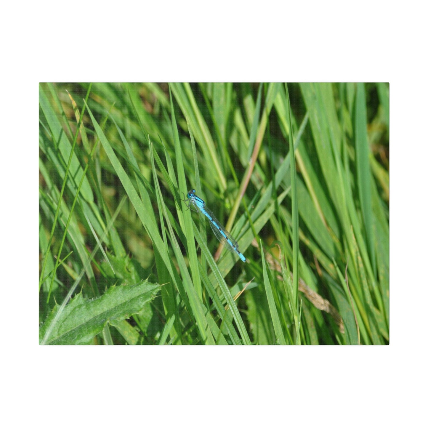 Blue Damselfly Resting, Matte Canvas, Stretched, 0.75" - The Trio Synergize Group