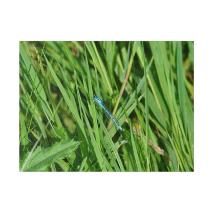 Blue Damselfly Resting, Matte Canvas, Stretched, 0.75" - The Trio Synergize Group
