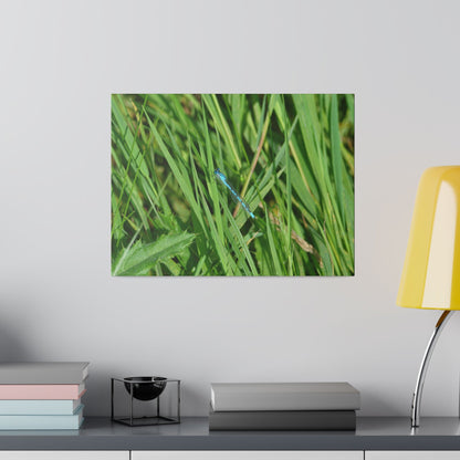 Blue Damselfly Resting, Matte Canvas, Stretched, 0.75" - The Trio Synergize Group