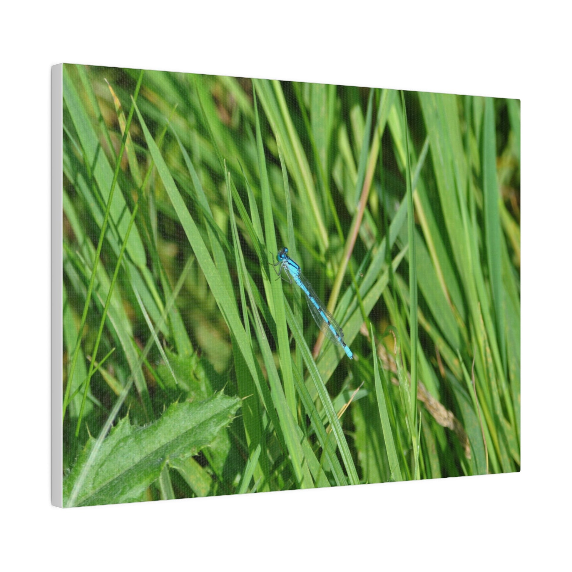 Blue Damselfly Resting, Matte Canvas, Stretched, 0.75" - The Trio Synergize Group