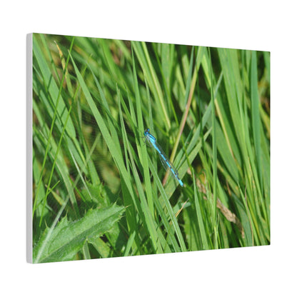 Blue Damselfly Resting, Matte Canvas, Stretched, 0.75" - The Trio Synergize Group