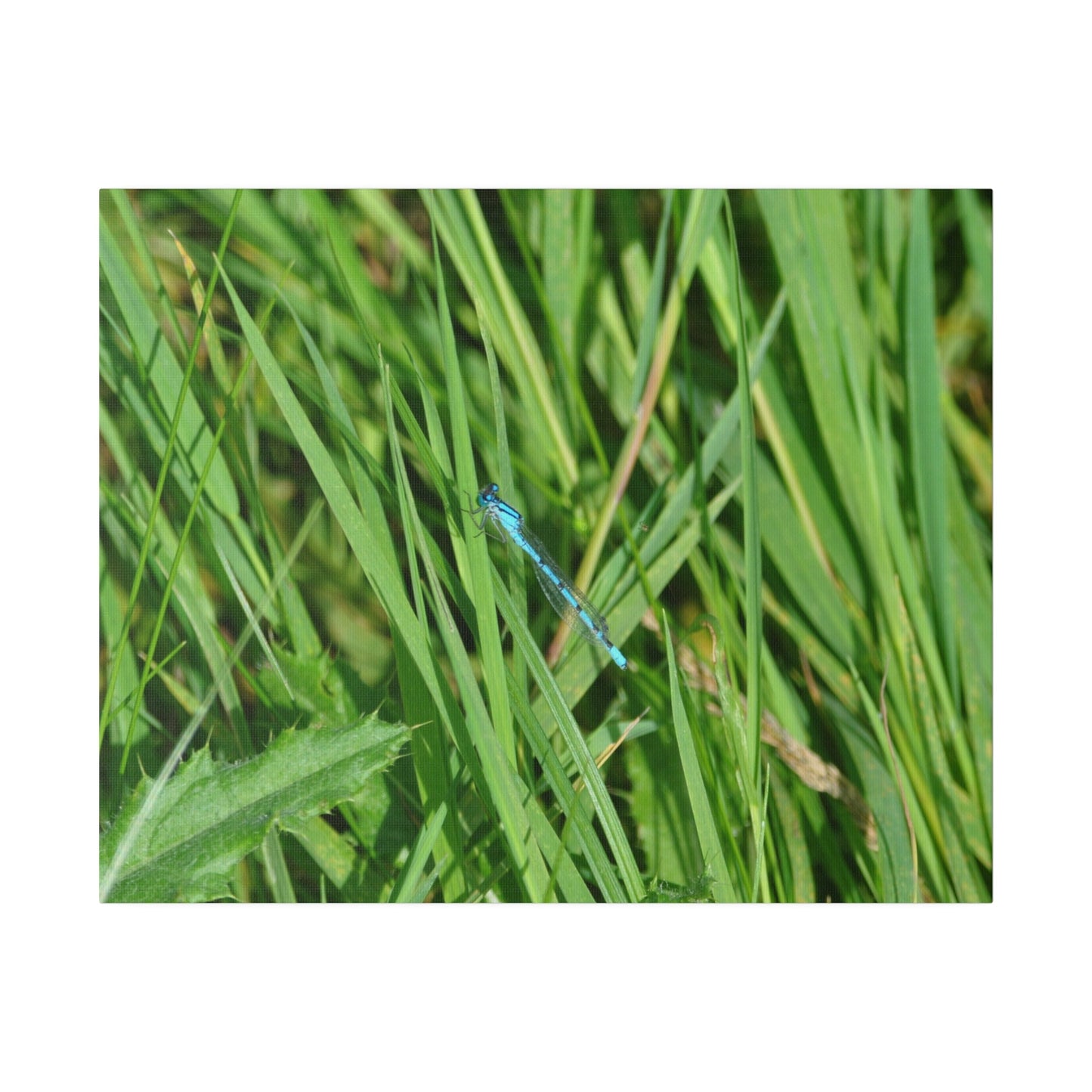Blue Damselfly Resting, Matte Canvas, Stretched, 0.75" - The Trio Synergize Group
