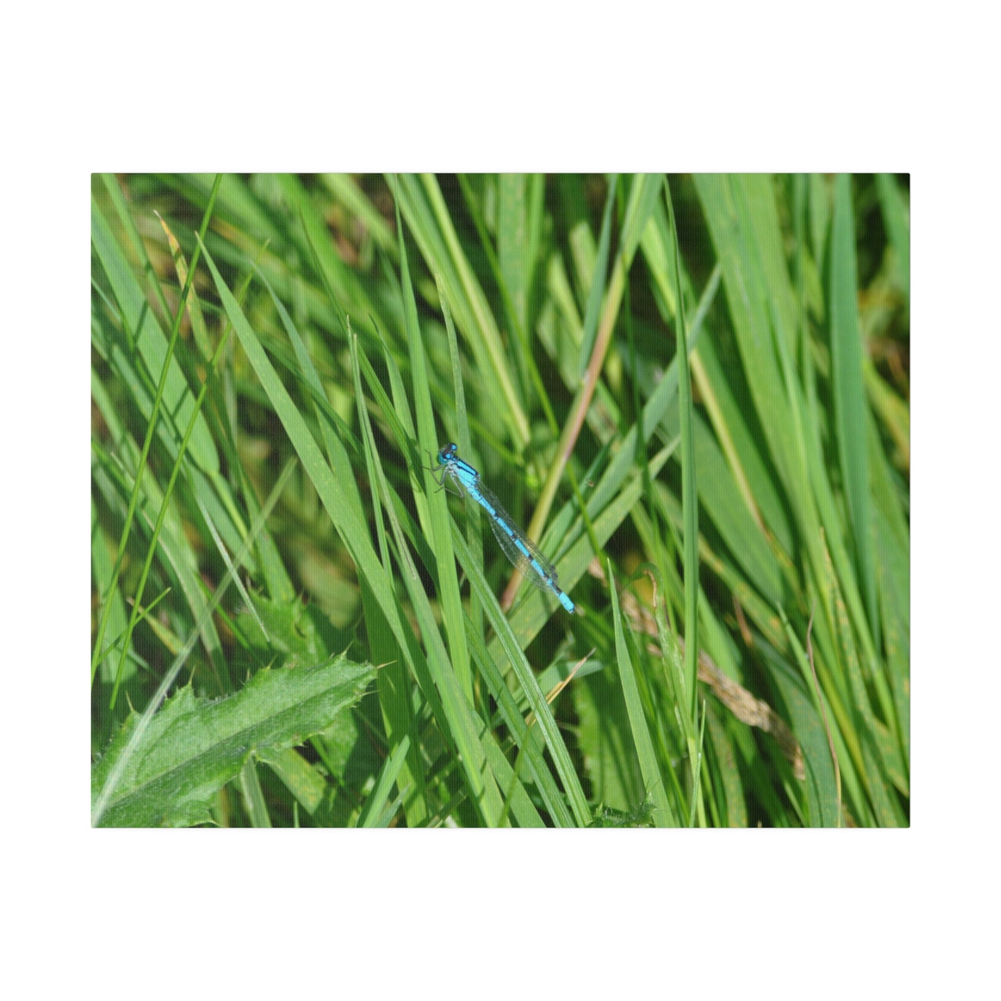 Blue Damselfly Resting, Matte Canvas, Stretched, 0.75" - The Trio Synergize Group