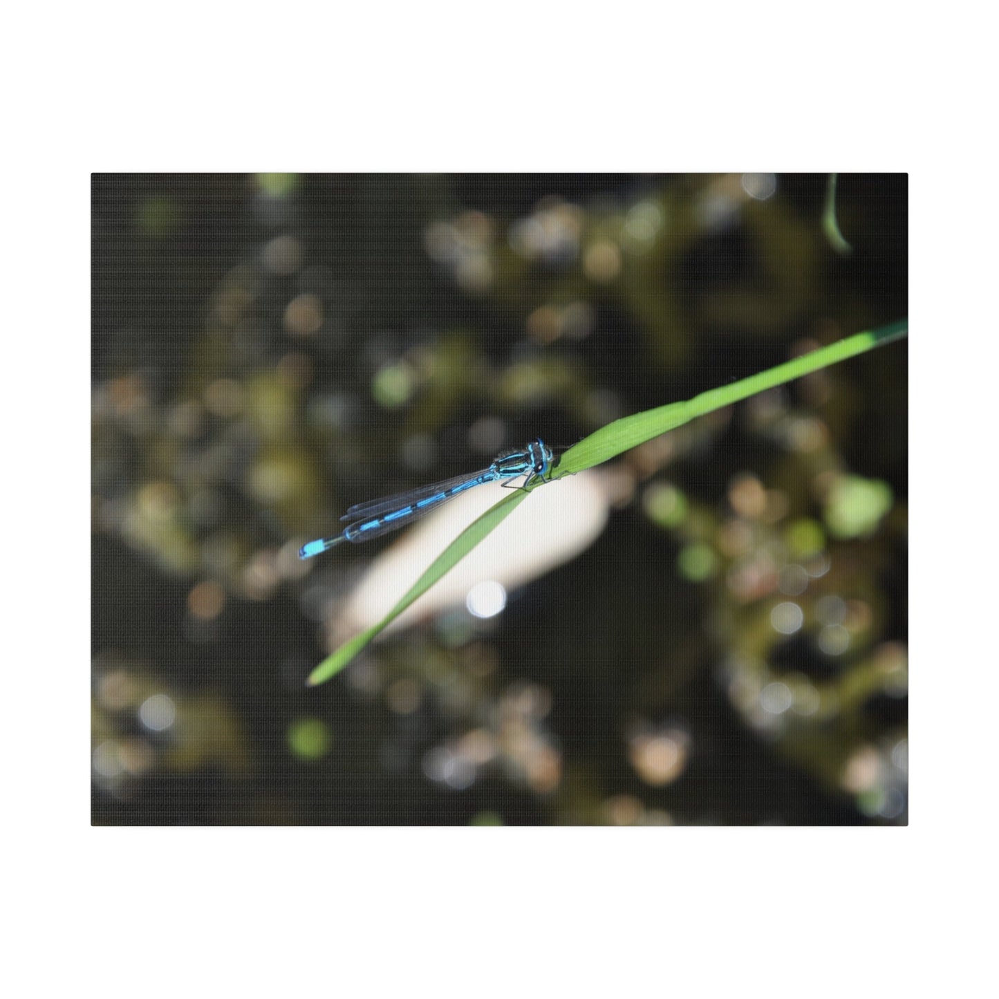 Blue Damselfly Resting Over A Pond Blurred Background Canvas - The Trio Synergize Group