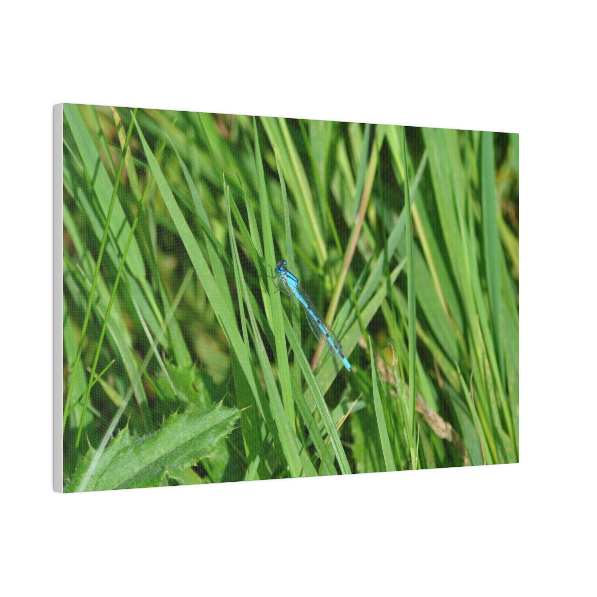 Blue Damselfly Resting, Matte Canvas, Stretched, 0.75" - The Trio Synergize Group