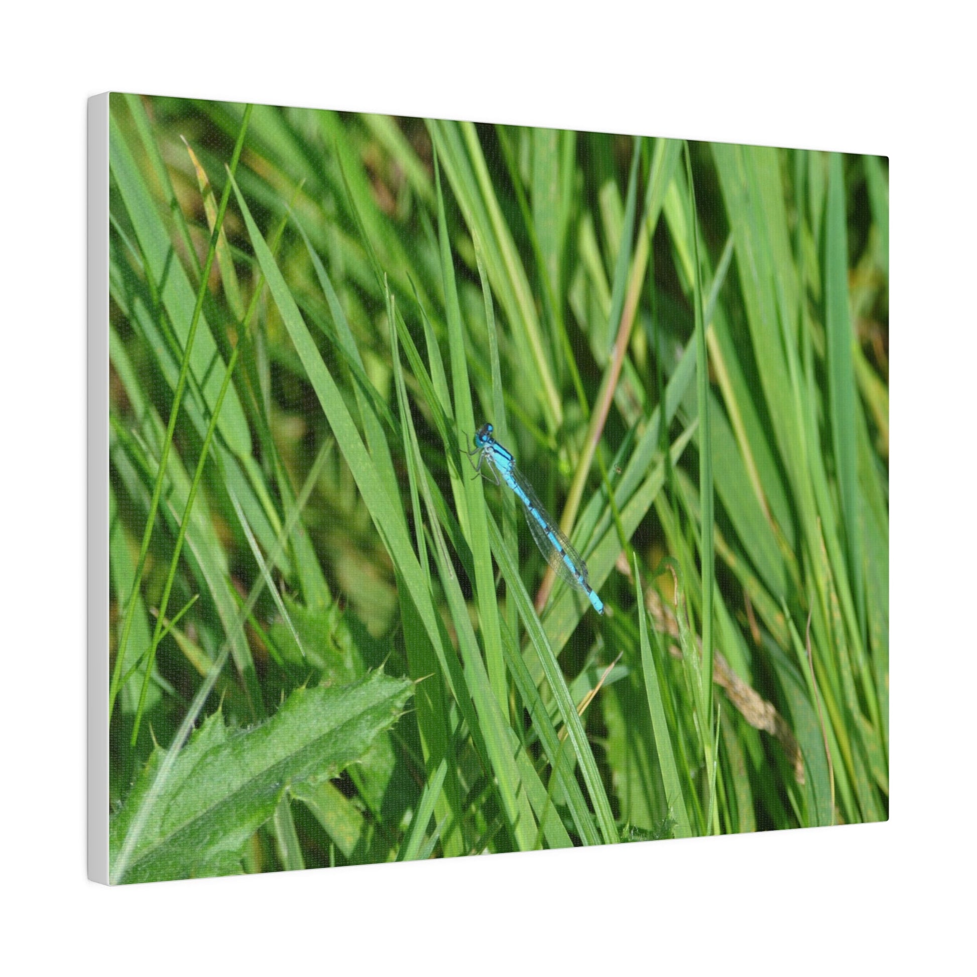Blue Damselfly Resting, Matte Canvas, Stretched, 0.75" - The Trio Synergize Group