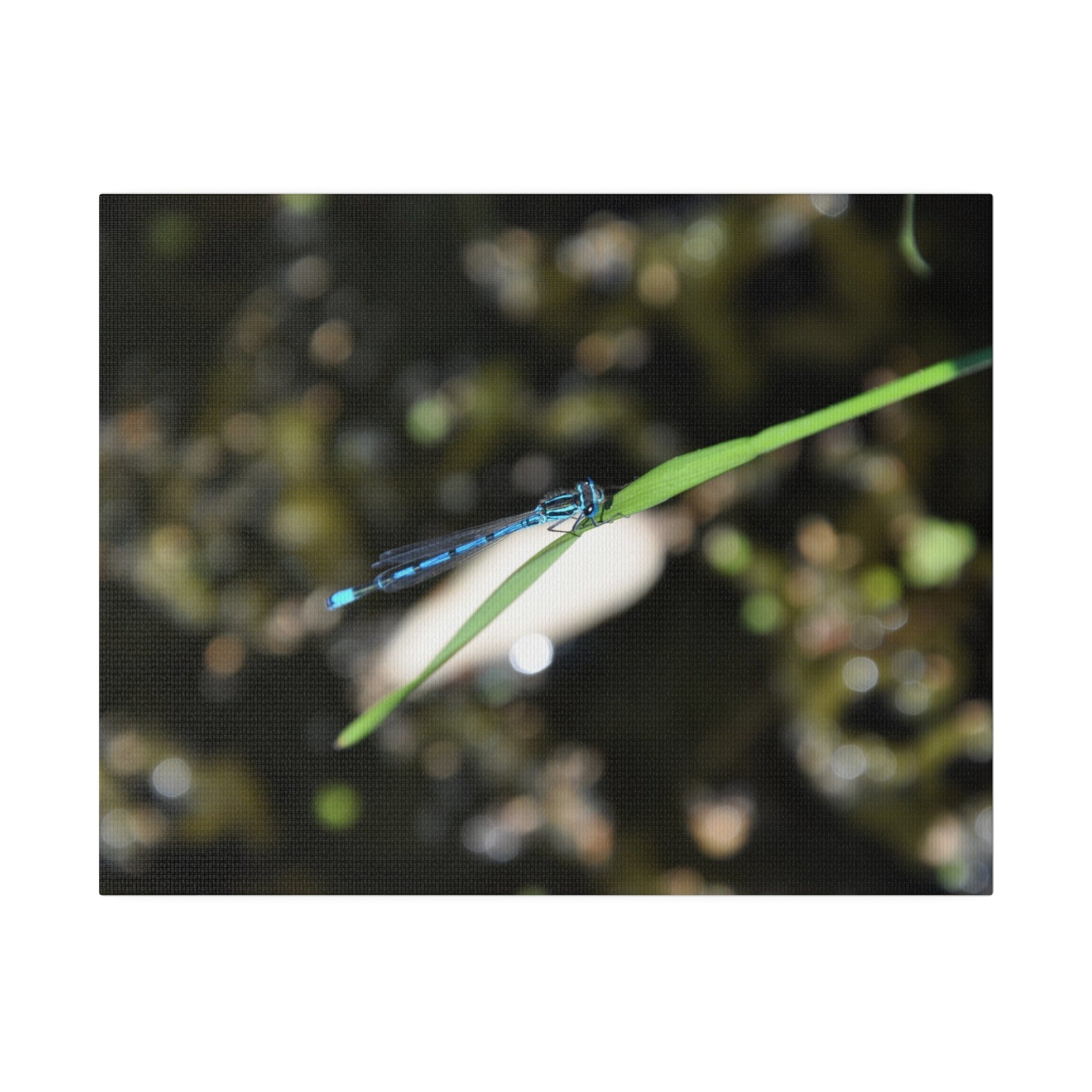 Blue Damselfly Resting Over A Pond Blurred Background Canvas - The Trio Synergize Group