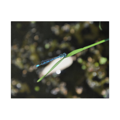 Blue Damselfly Resting Over A Pond Blurred Background Canvas - The Trio Synergize Group