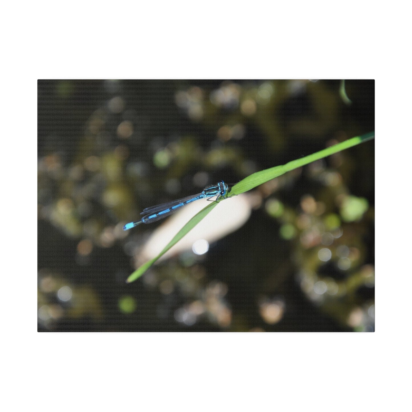 Blue Damselfly Resting Over A Pond Blurred Background Canvas - The Trio Synergize Group
