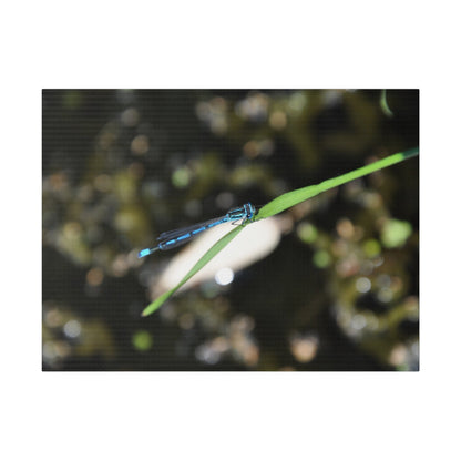 Blue Damselfly Resting Over A Pond Blurred Background Canvas - The Trio Synergize Group