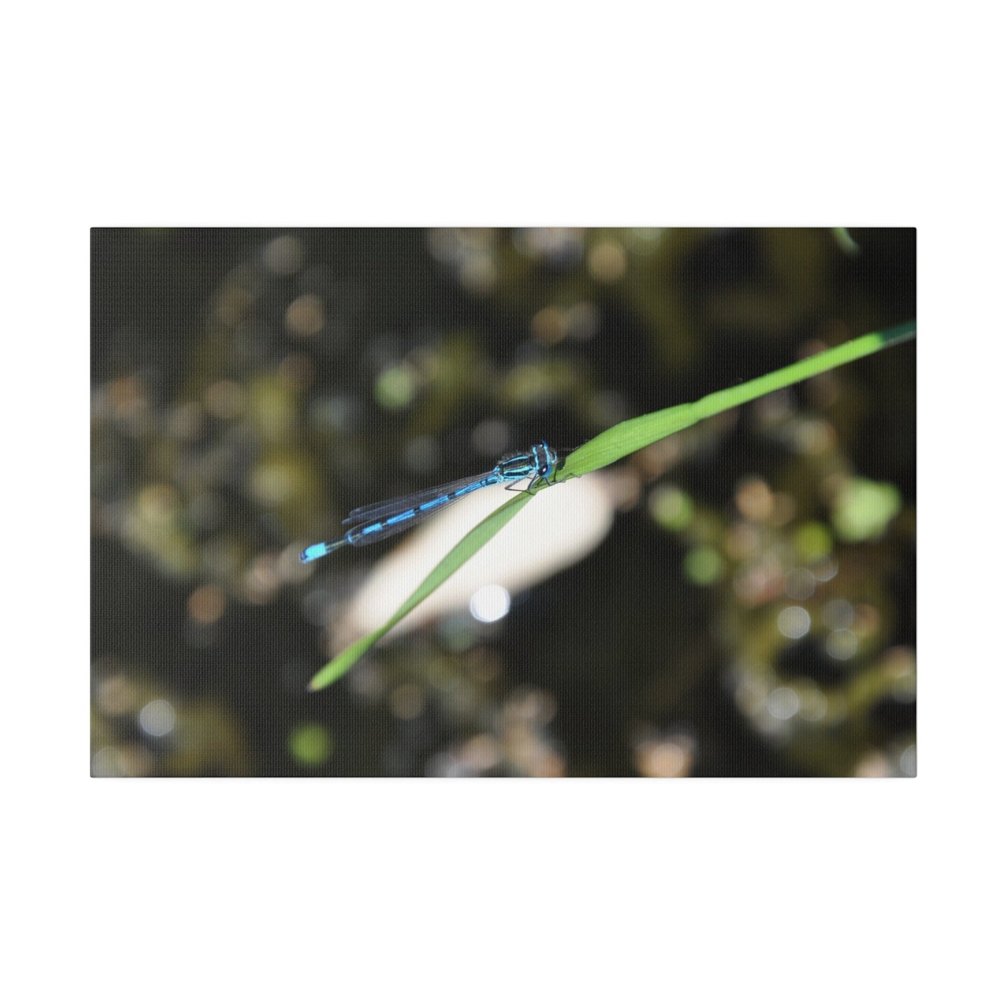 Blue Damselfly Resting Over A Pond Blurred Background Canvas - The Trio Synergize Group