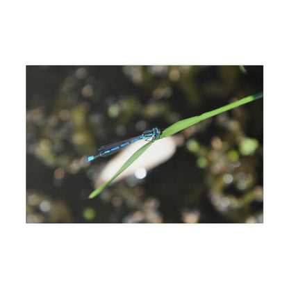 Blue Damselfly Resting Over A Pond Blurred Background Canvas - The Trio Synergize Group