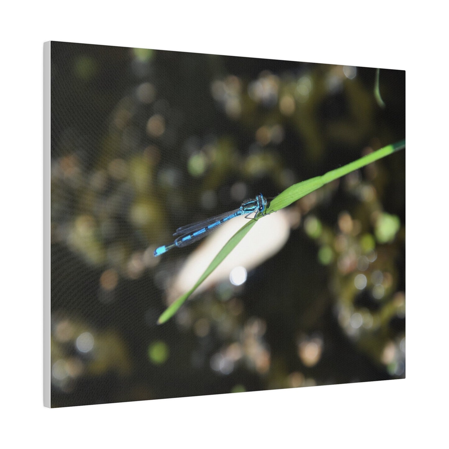 Blue Damselfly Resting Over A Pond Blurred Background Canvas - The Trio Synergize Group