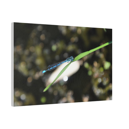 Blue Damselfly Resting Over A Pond Blurred Background Canvas - The Trio Synergize Group