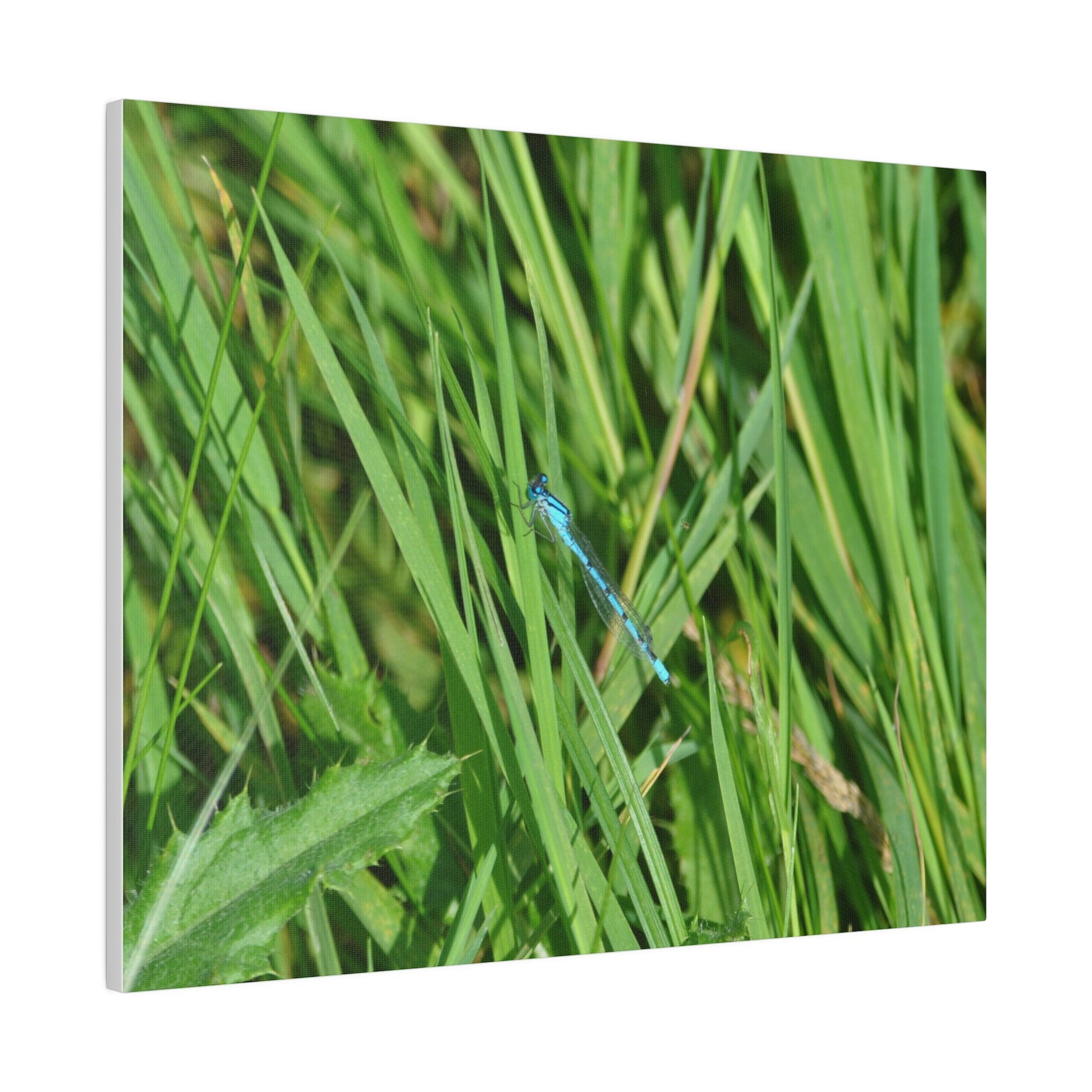 Blue Damselfly Resting, Matte Canvas, Stretched, 0.75" - The Trio Synergize Group
