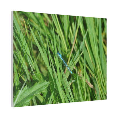 Blue Damselfly Resting, Matte Canvas, Stretched, 0.75" - The Trio Synergize Group