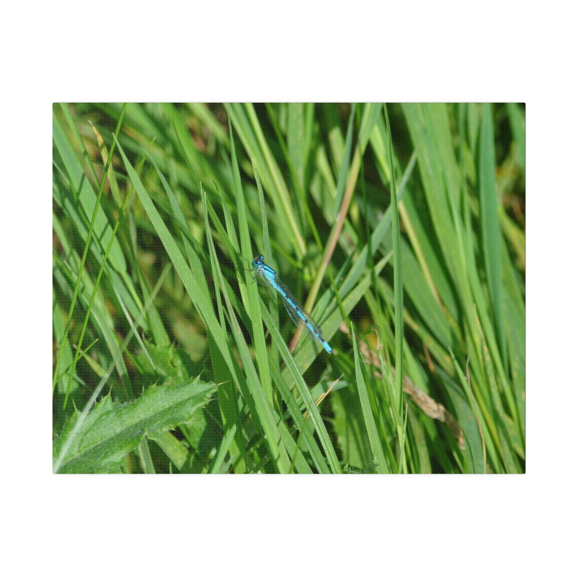 Blue Damselfly Resting, Matte Canvas, Stretched, 0.75" - The Trio Synergize Group