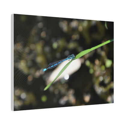 Blue Damselfly Resting Over A Pond Blurred Background Canvas - The Trio Synergize Group