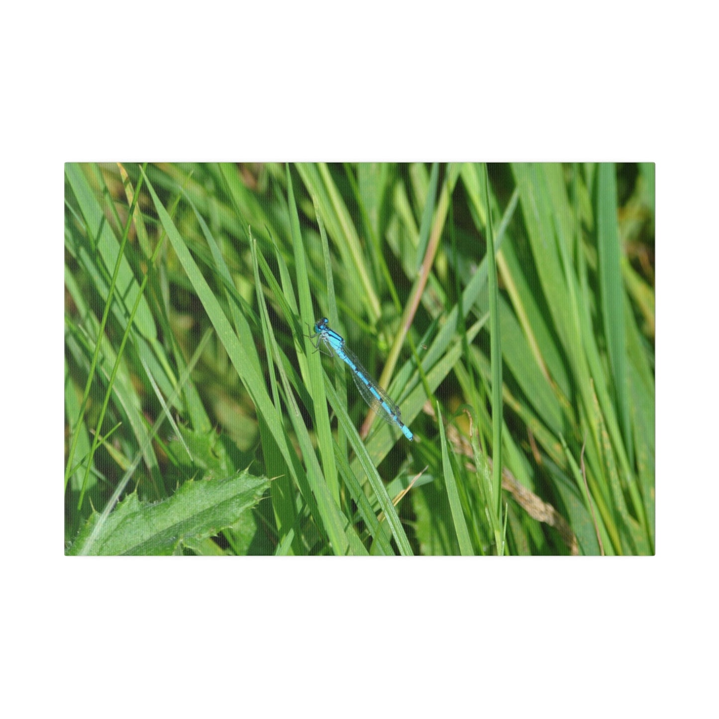 Blue Damselfly Resting, Matte Canvas, Stretched, 0.75" - The Trio Synergize Group