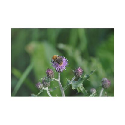 Bumblebee On A Flower, Matte Canvas, Stretched, 0.75" - The Trio Synergize Group