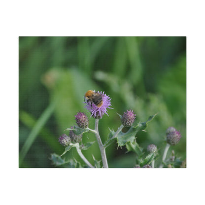 Bumblebee On A Flower, Matte Canvas, Stretched, 0.75" - The Trio Synergize Group