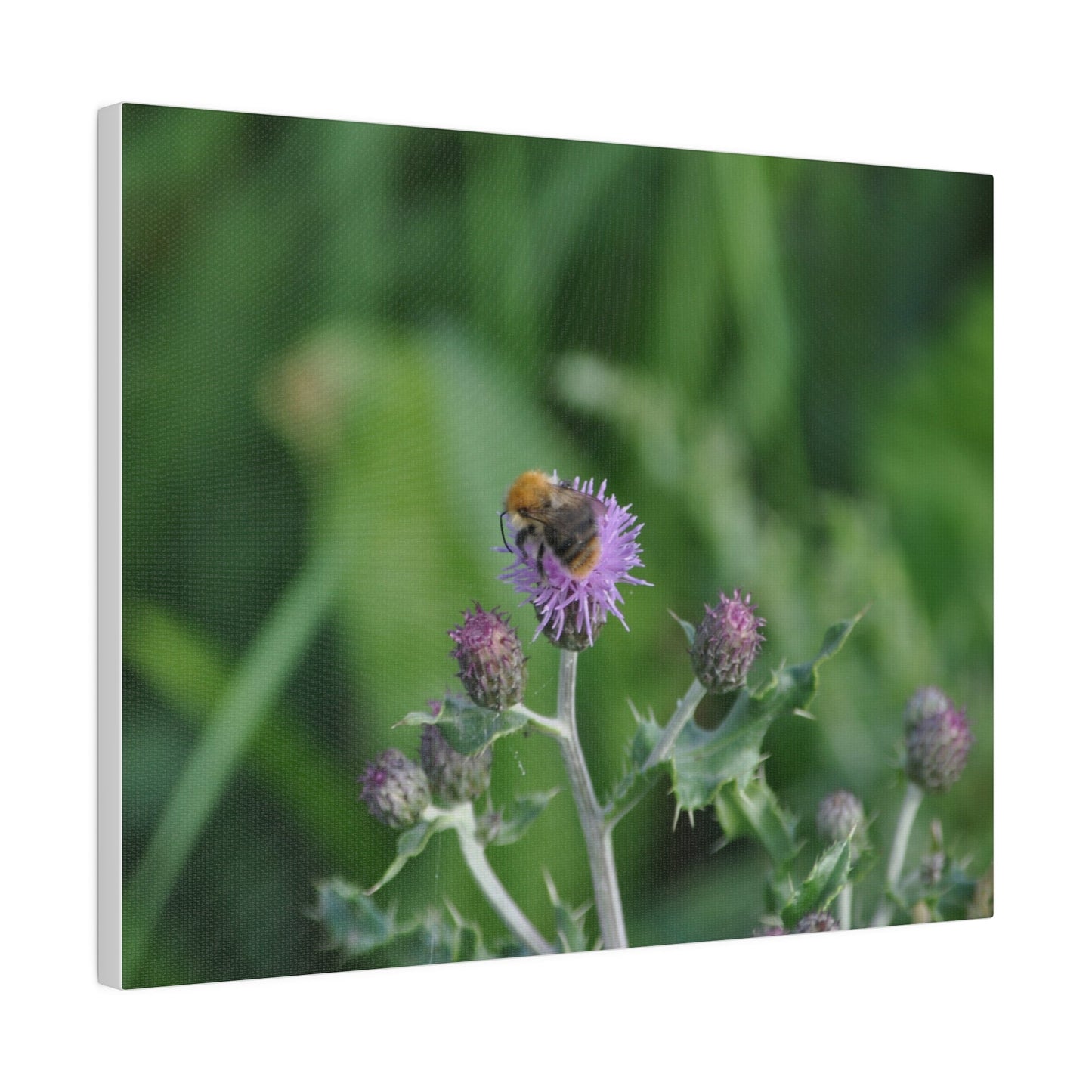 Bumblebee On A Flower, Matte Canvas, Stretched, 0.75" - The Trio Synergize Group