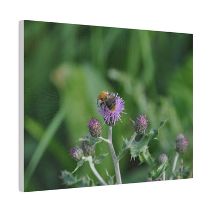 Bumblebee On A Flower, Matte Canvas, Stretched, 0.75" - The Trio Synergize Group