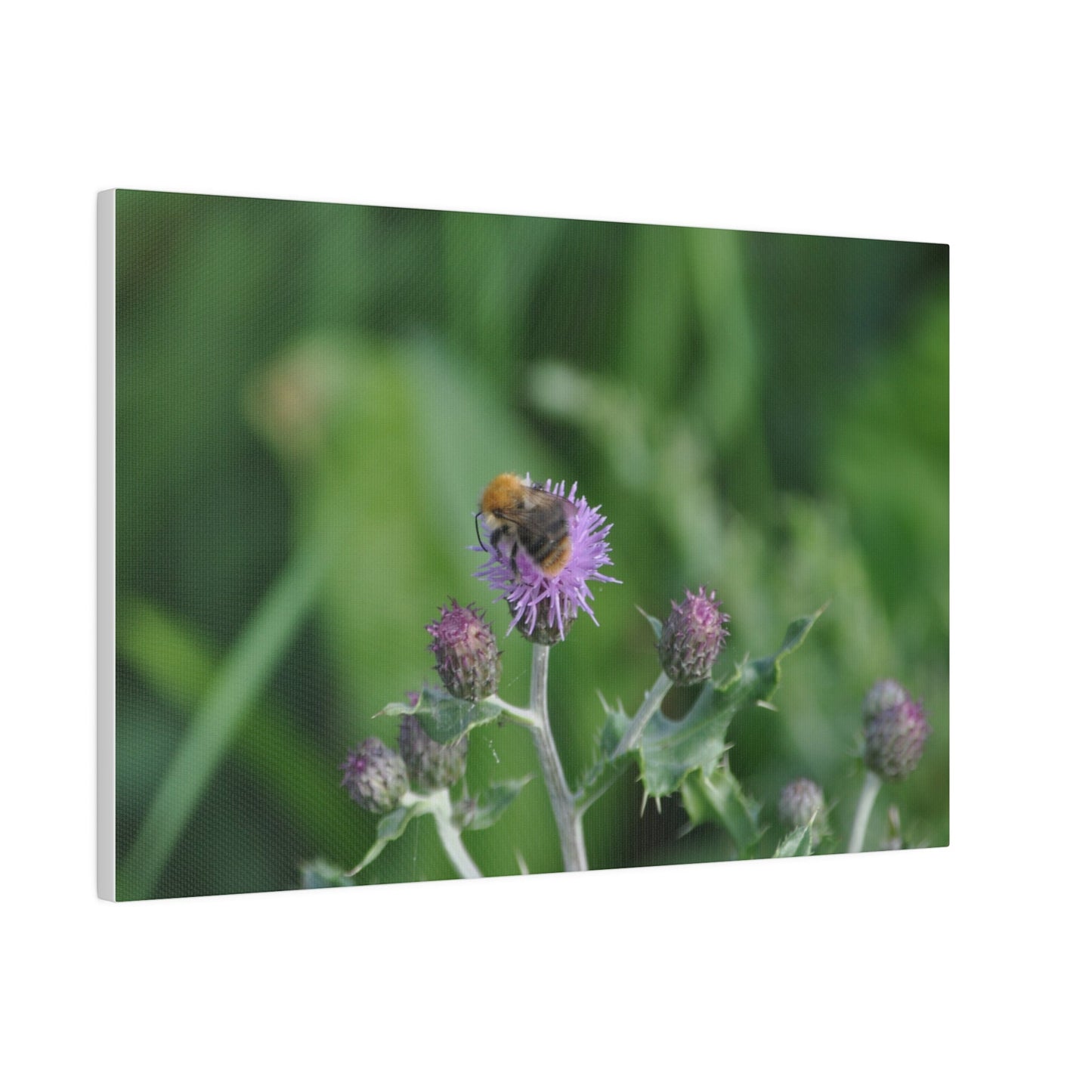 Bumblebee On A Flower, Matte Canvas, Stretched, 0.75" - The Trio Synergize Group