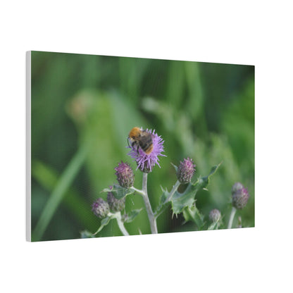 Bumblebee On A Flower, Matte Canvas, Stretched, 0.75" - The Trio Synergize Group