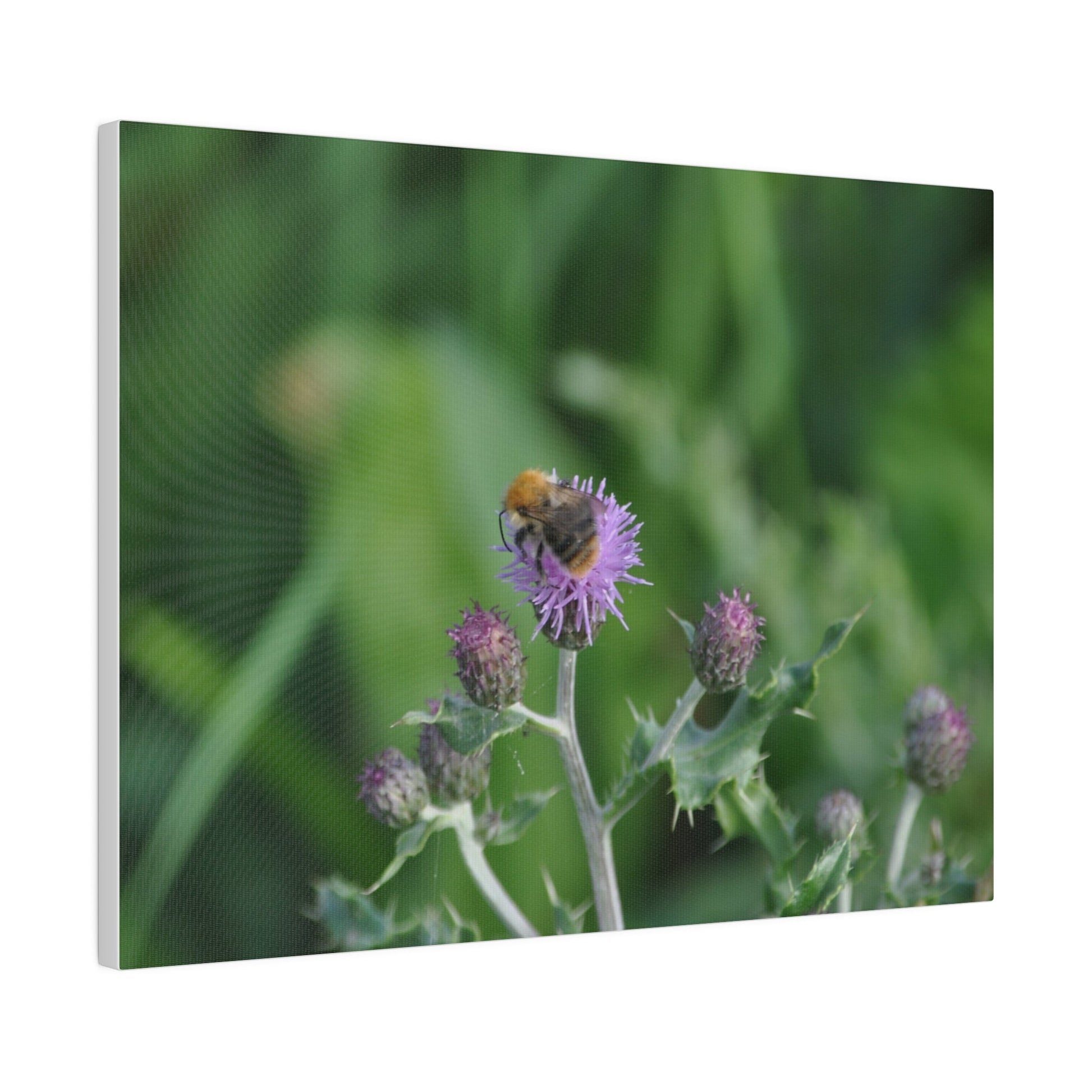 Bumblebee On A Flower, Matte Canvas, Stretched, 0.75" - The Trio Synergize Group