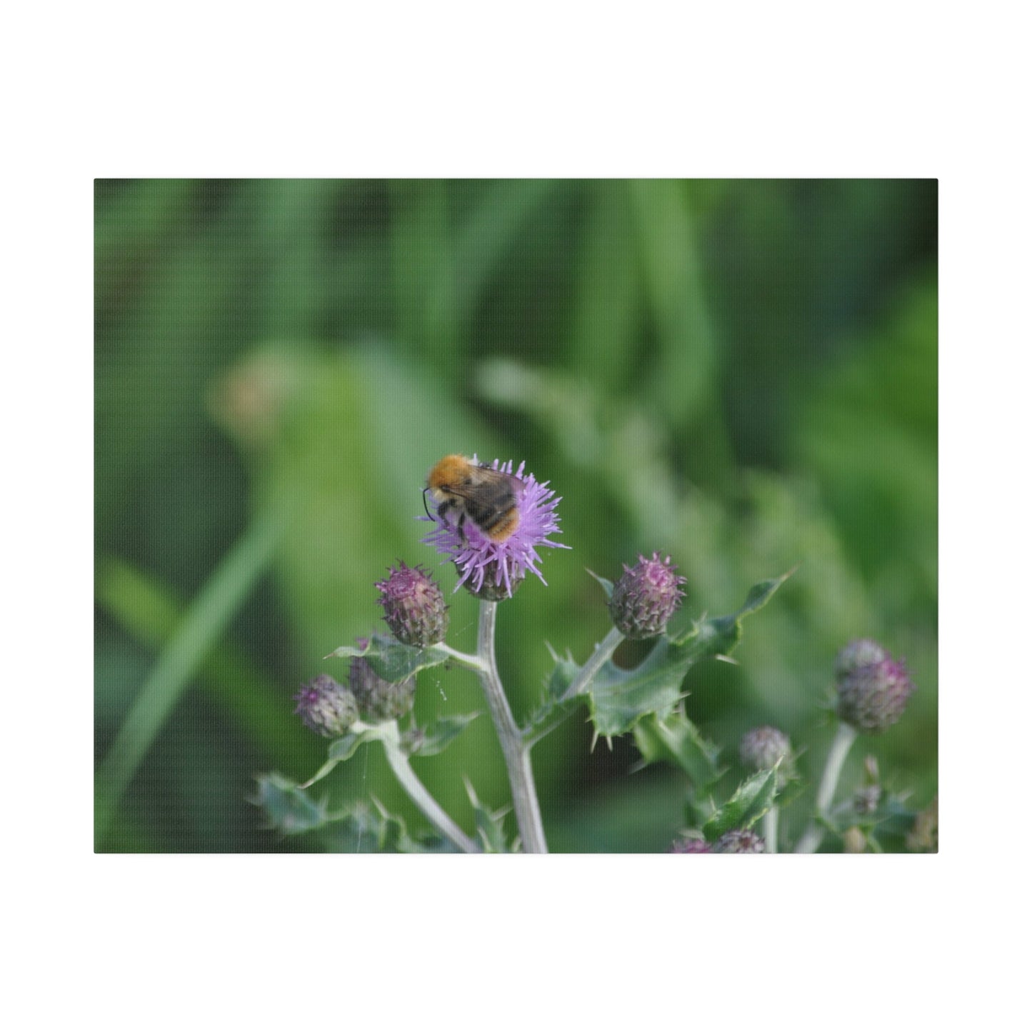 Bumblebee On A Flower, Matte Canvas, Stretched, 0.75" - The Trio Synergize Group