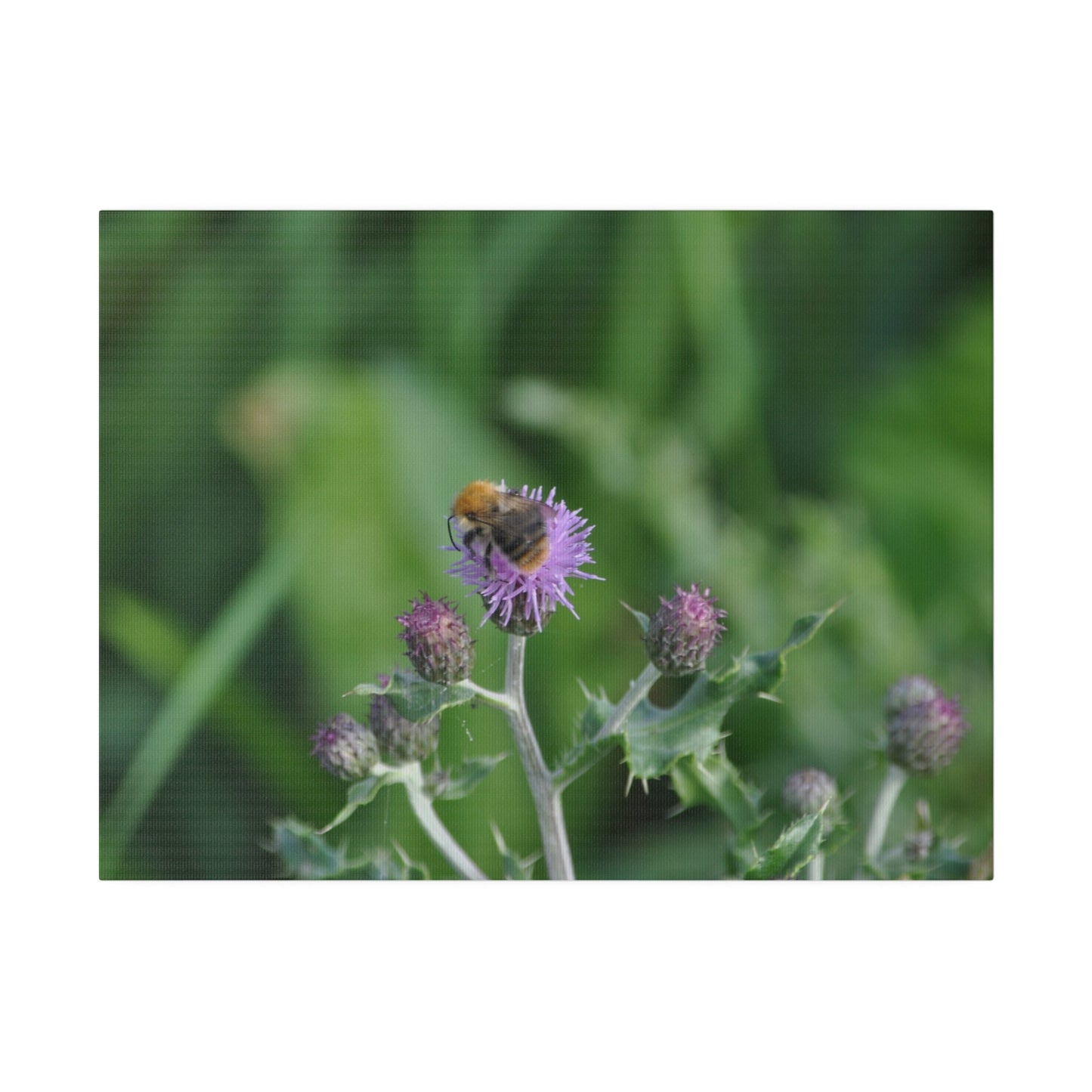 Bumblebee On A Flower, Matte Canvas, Stretched, 0.75" - The Trio Synergize Group