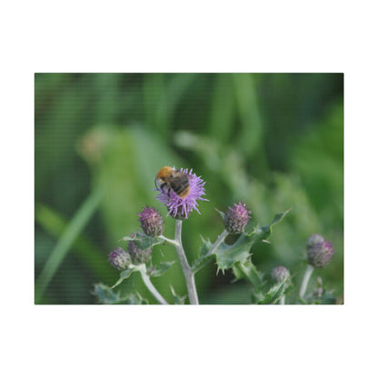 Bumblebee On A Flower, Matte Canvas, Stretched, 0.75" - The Trio Synergize Group