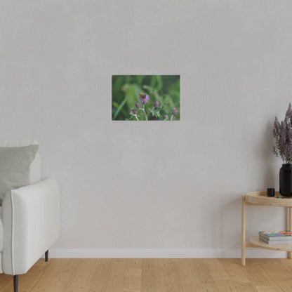 Bumblebee On A Flower, Matte Canvas, Stretched, 0.75" - The Trio Synergize Group