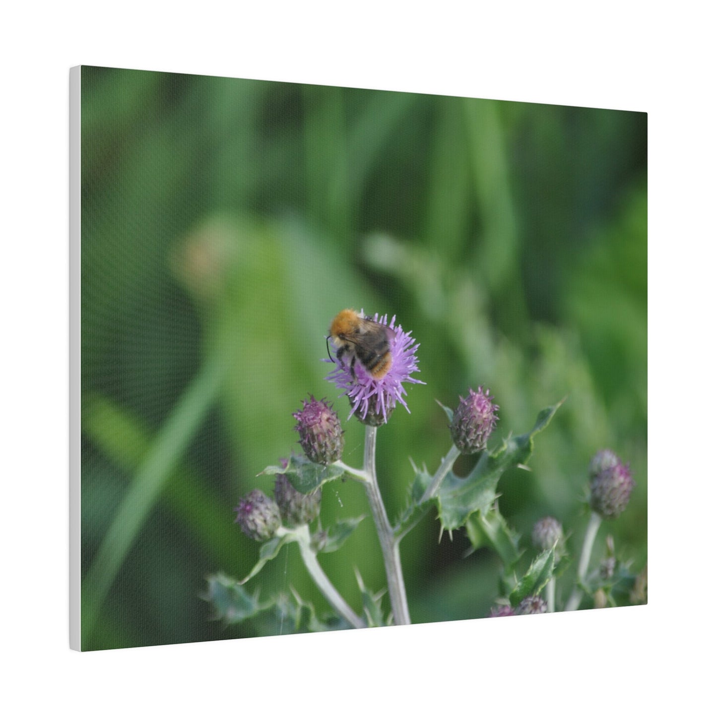 Bumblebee On A Flower, Matte Canvas, Stretched, 0.75" - The Trio Synergize Group