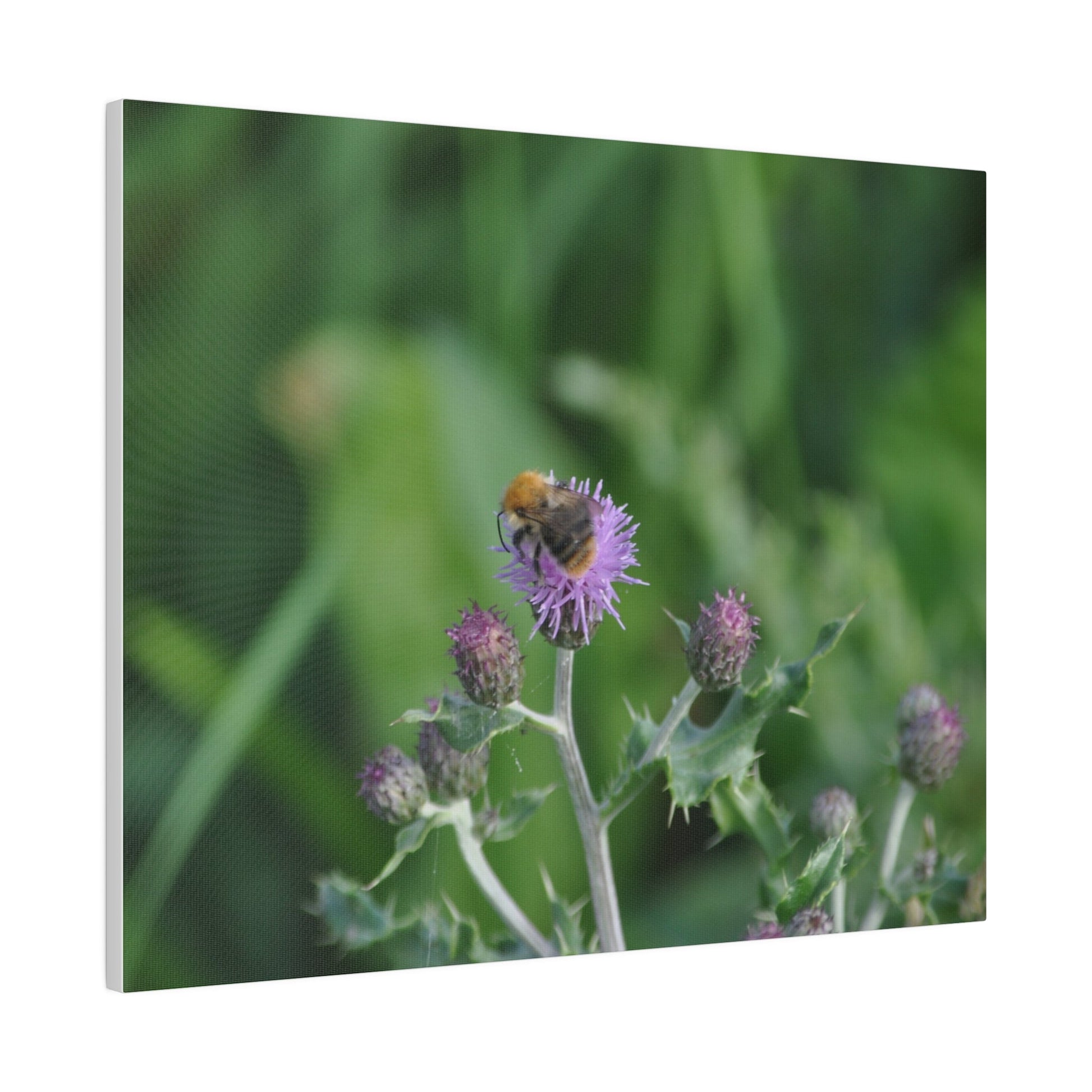 Bumblebee On A Flower, Matte Canvas, Stretched, 0.75" - The Trio Synergize Group