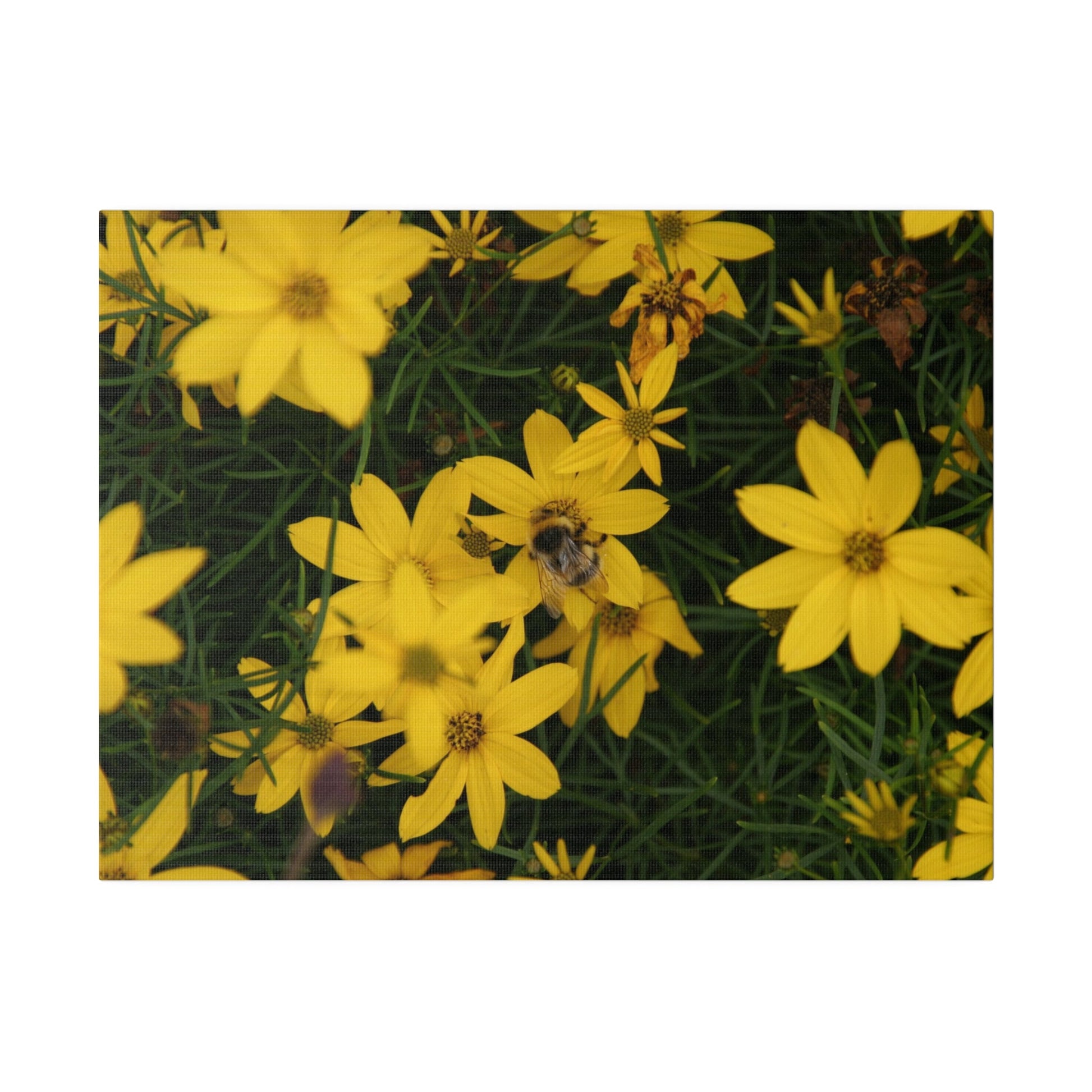 Bumblebee On Yellow Coreopsis Verticillata Zagreb Canvas - The Trio Synergize Group
