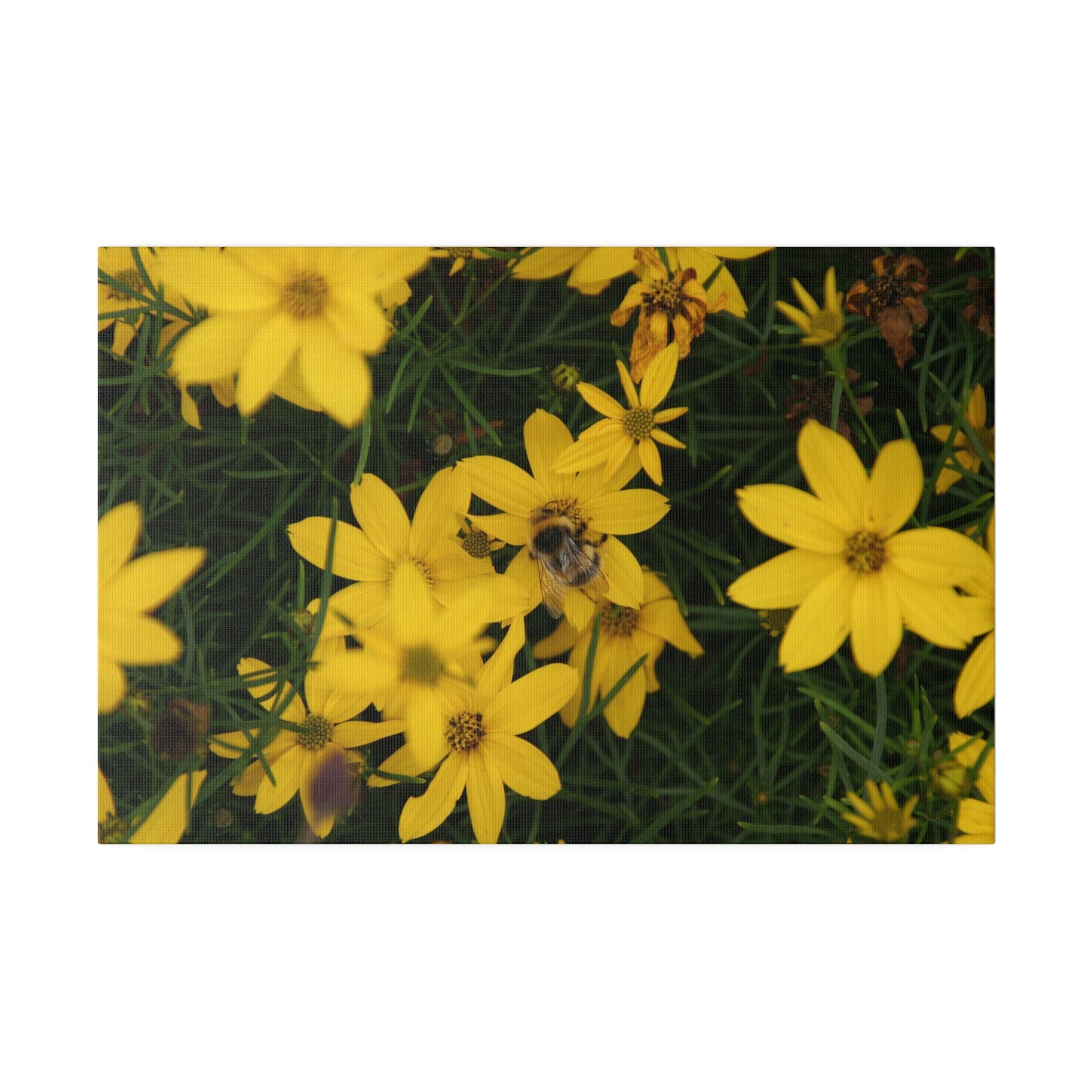 Bumblebee On Yellow Coreopsis Verticillata Zagreb Canvas - The Trio Synergize Group