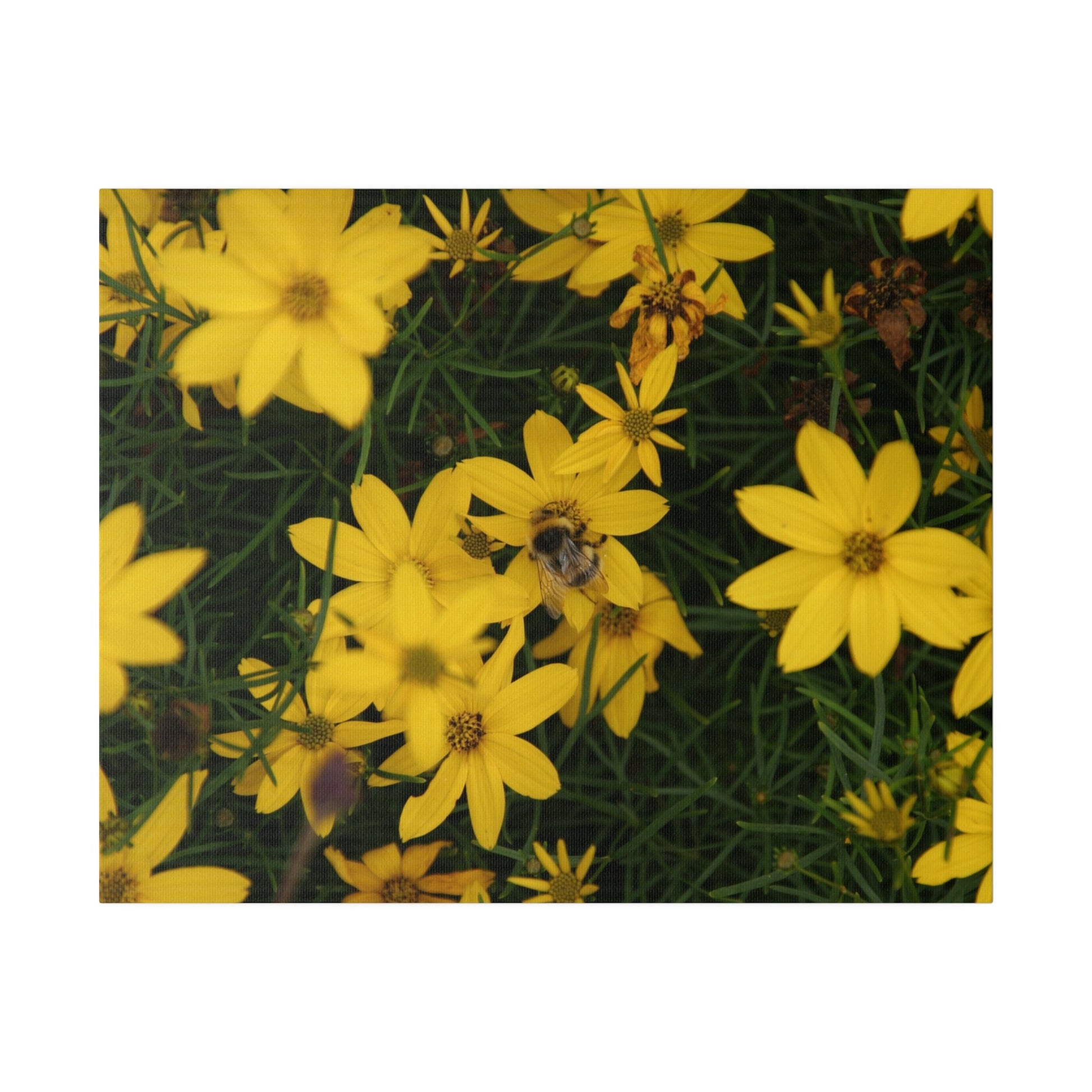 Bumblebee On Yellow Coreopsis Verticillata Zagreb Canvas - The Trio Synergize Group