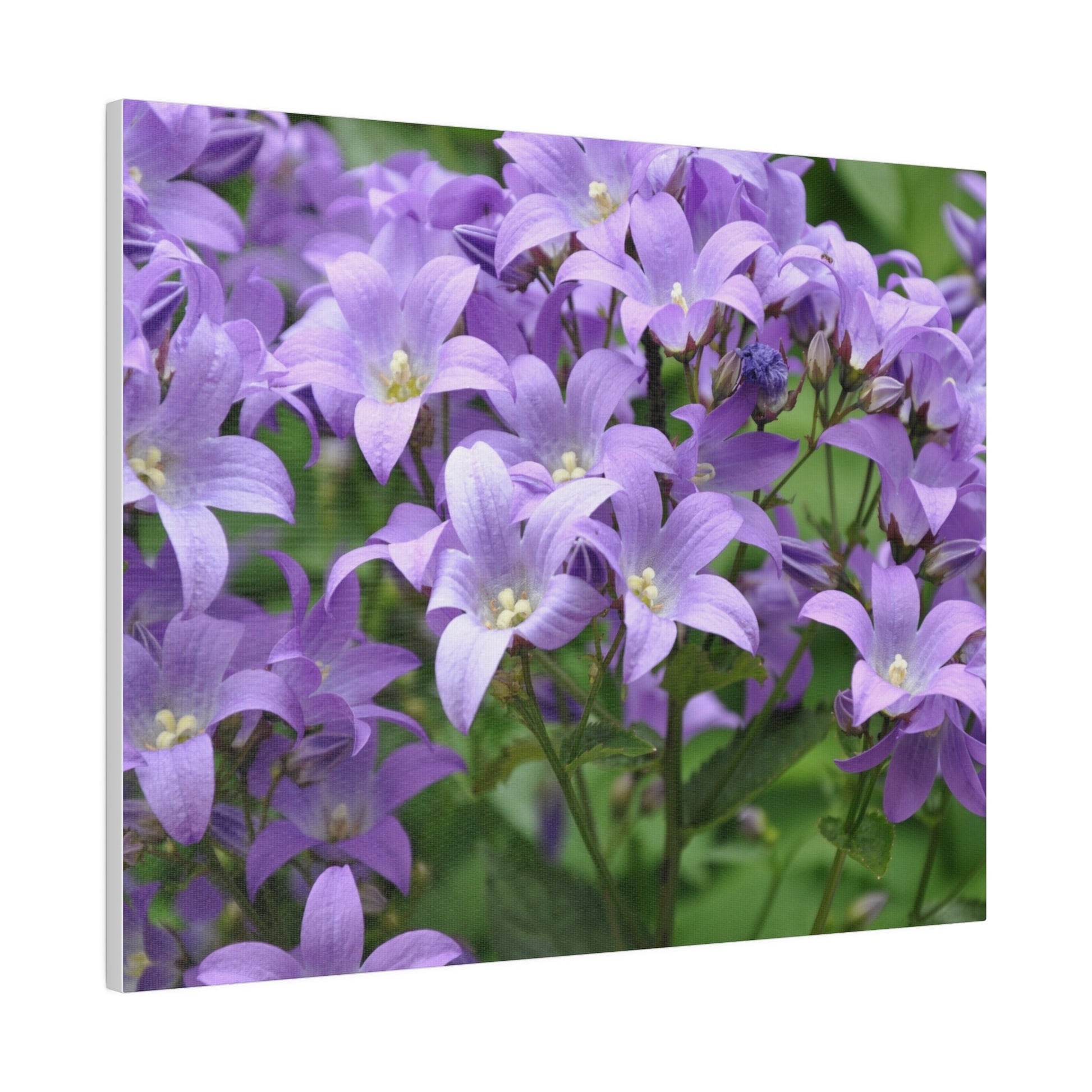 Campanula Lactiflora, Matte Canvas, Stretched, 0.75" - The Trio Synergize Group