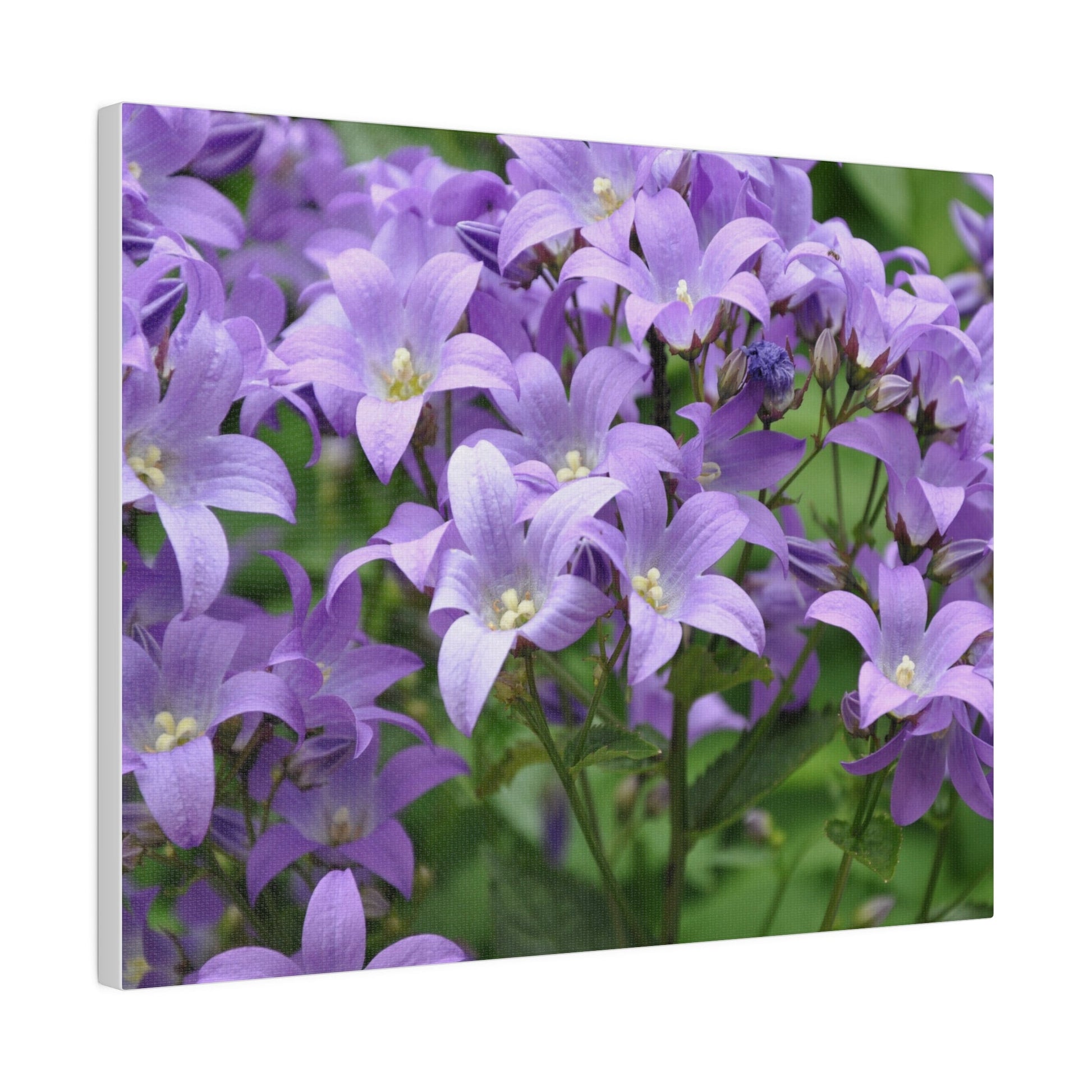 Campanula Lactiflora, Matte Canvas, Stretched, 0.75" - The Trio Synergize Group