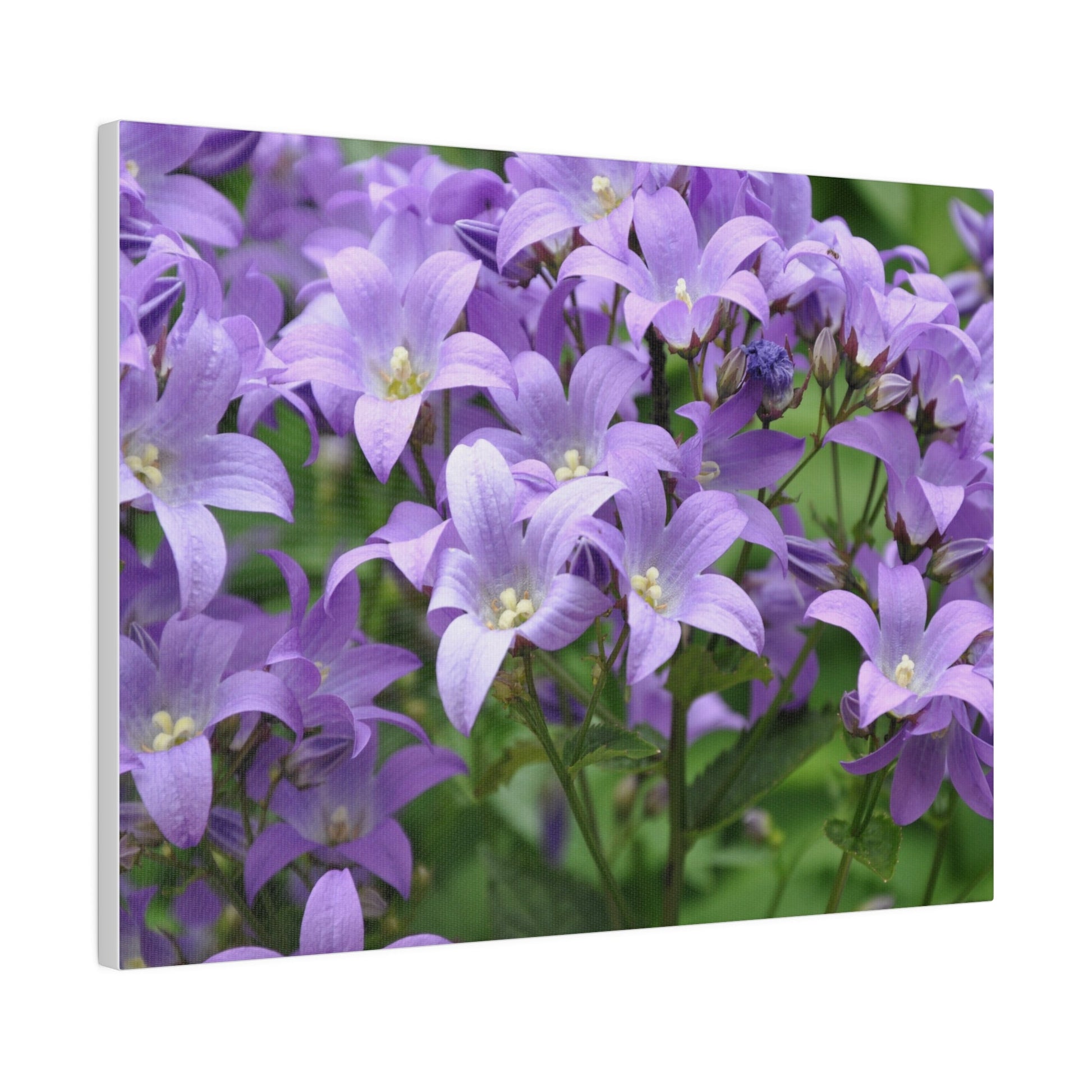 Campanula Lactiflora, Matte Canvas, Stretched, 0.75" - The Trio Synergize Group